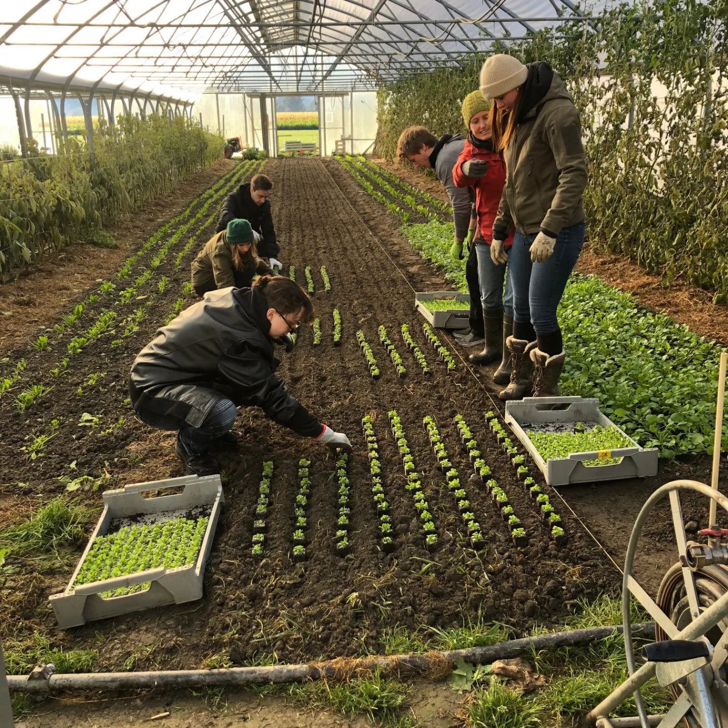 Vier junge Personen beim Anpflanzen von Salat in einem Glashaus