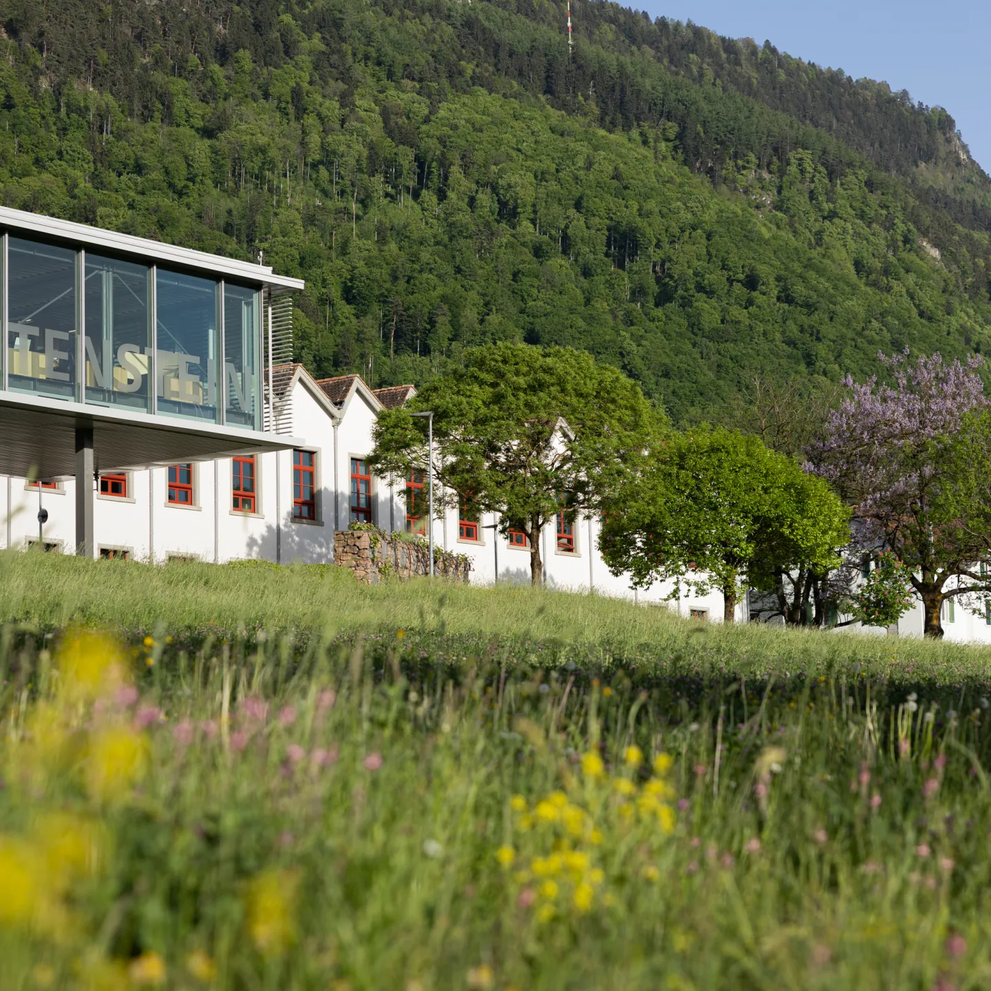 Gebäudereihe der Universität Liechtenstein im Grünen mit auffälligen roten Fensterrahmen und Blumenwiese.